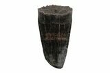 Cretaceous Boreal Crocodile Tooth - Hell Creek Formation #218544-1